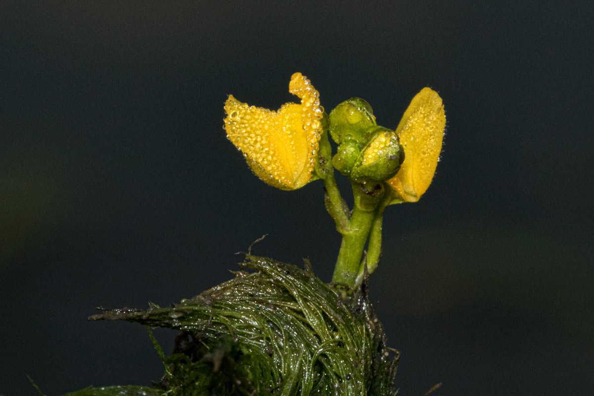 Utricularia stellaris