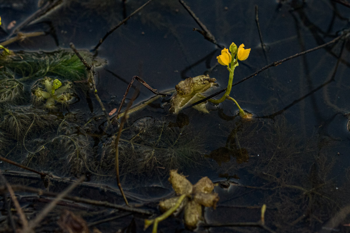 Utricularia stellaris