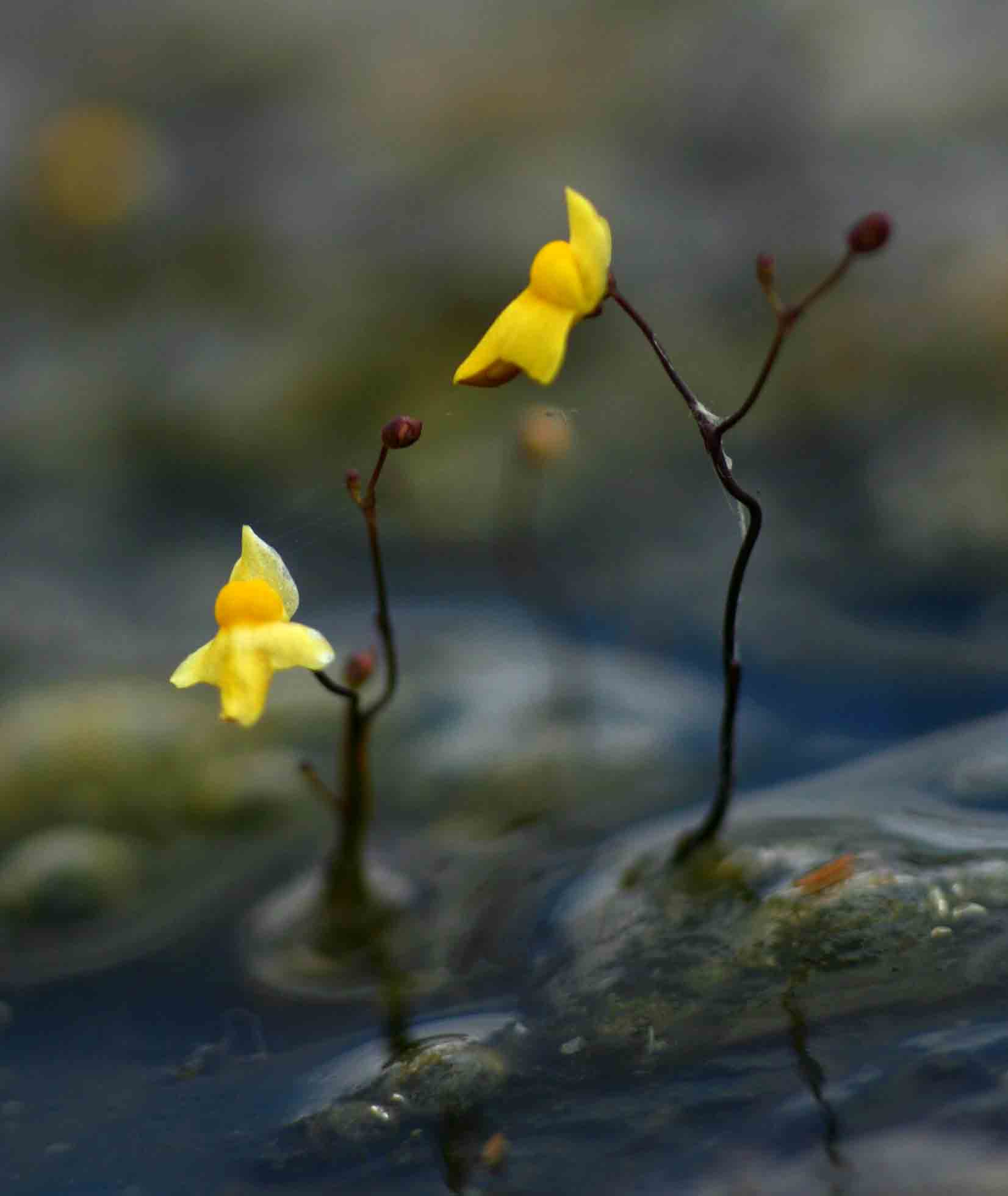 Utricularia subulata