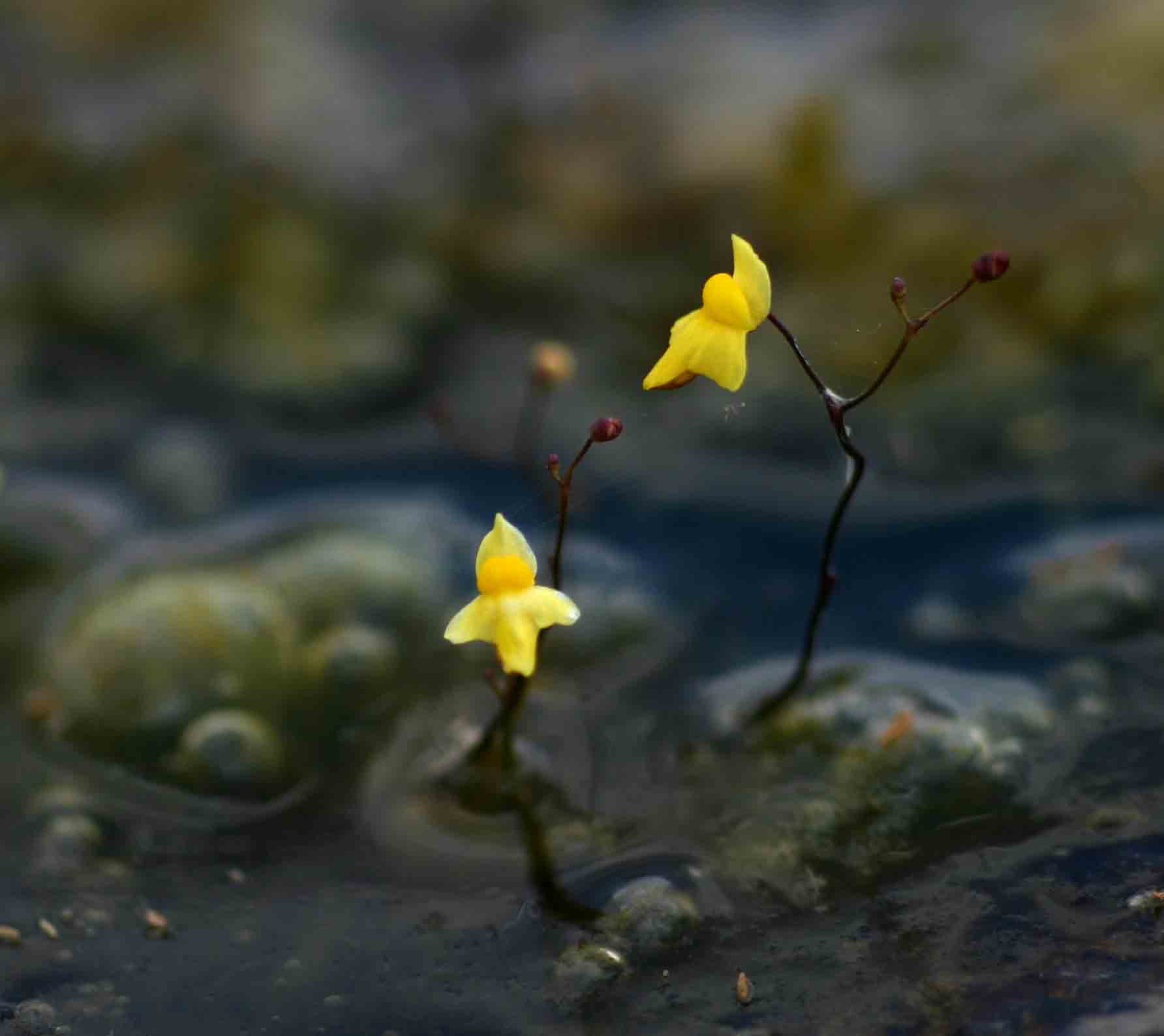 Utricularia subulata Utricularia subulata