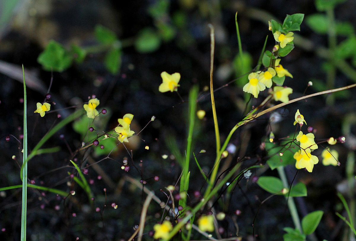 Utricularia subulata