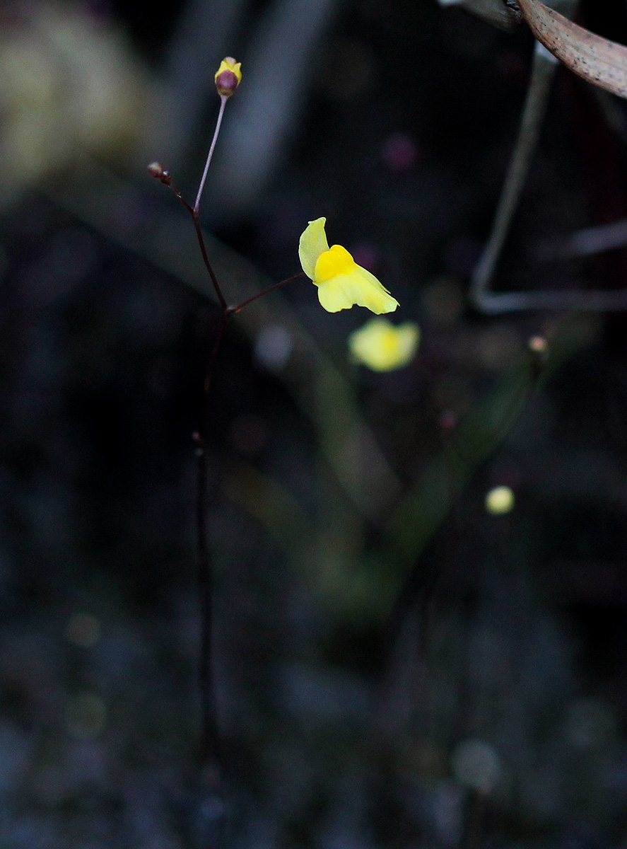 Utricularia subulata