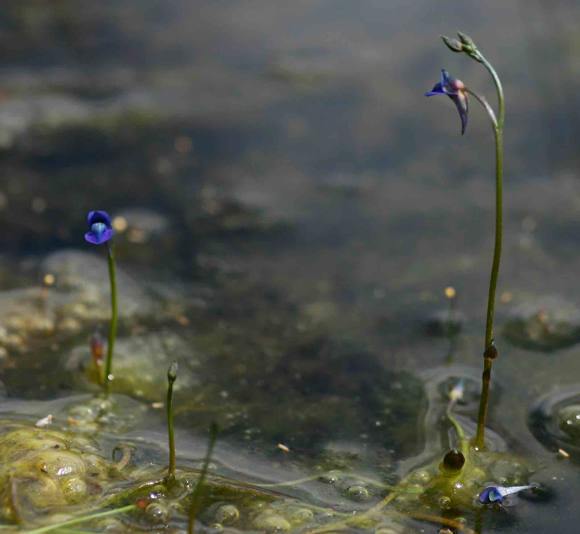 Utricularia tortilis Utricularia tortilis
