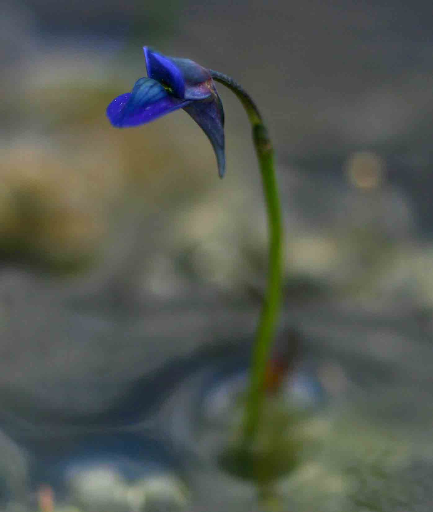 Utricularia tortilis