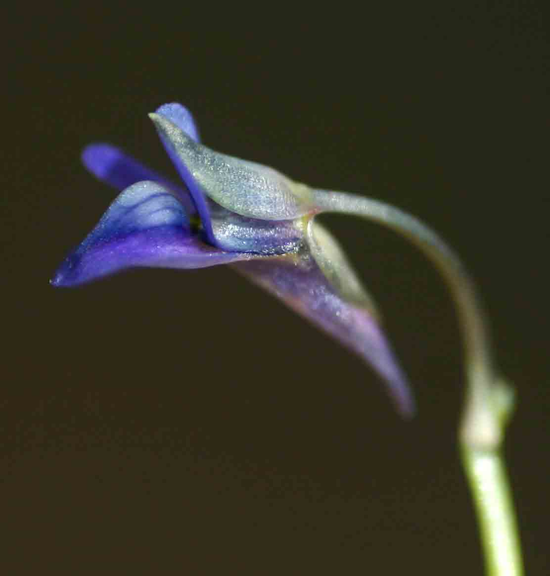 Utricularia tortilis
