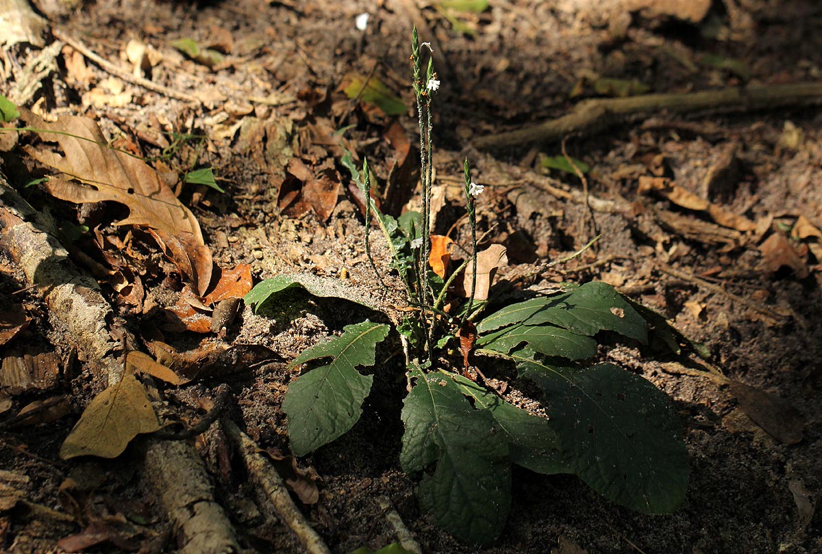 Elytraria acaulis Elytraria acaulis