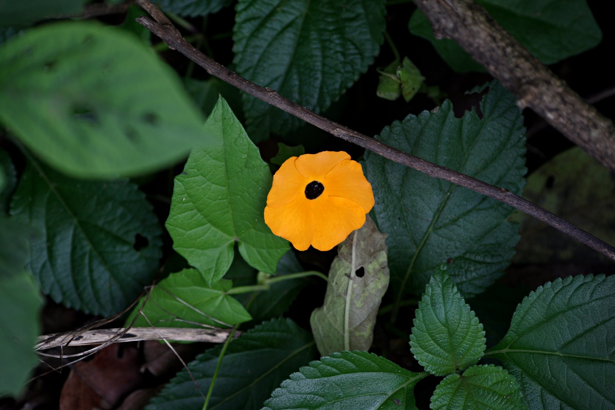 Thunbergia alata