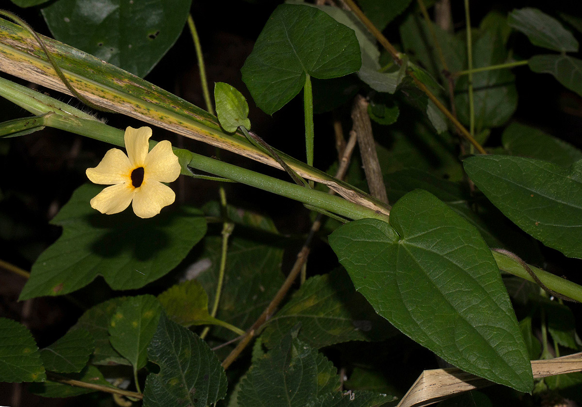 Thunbergia alata