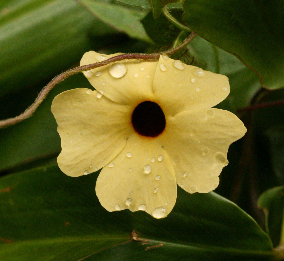 Thunbergia alata Thunbergia alata