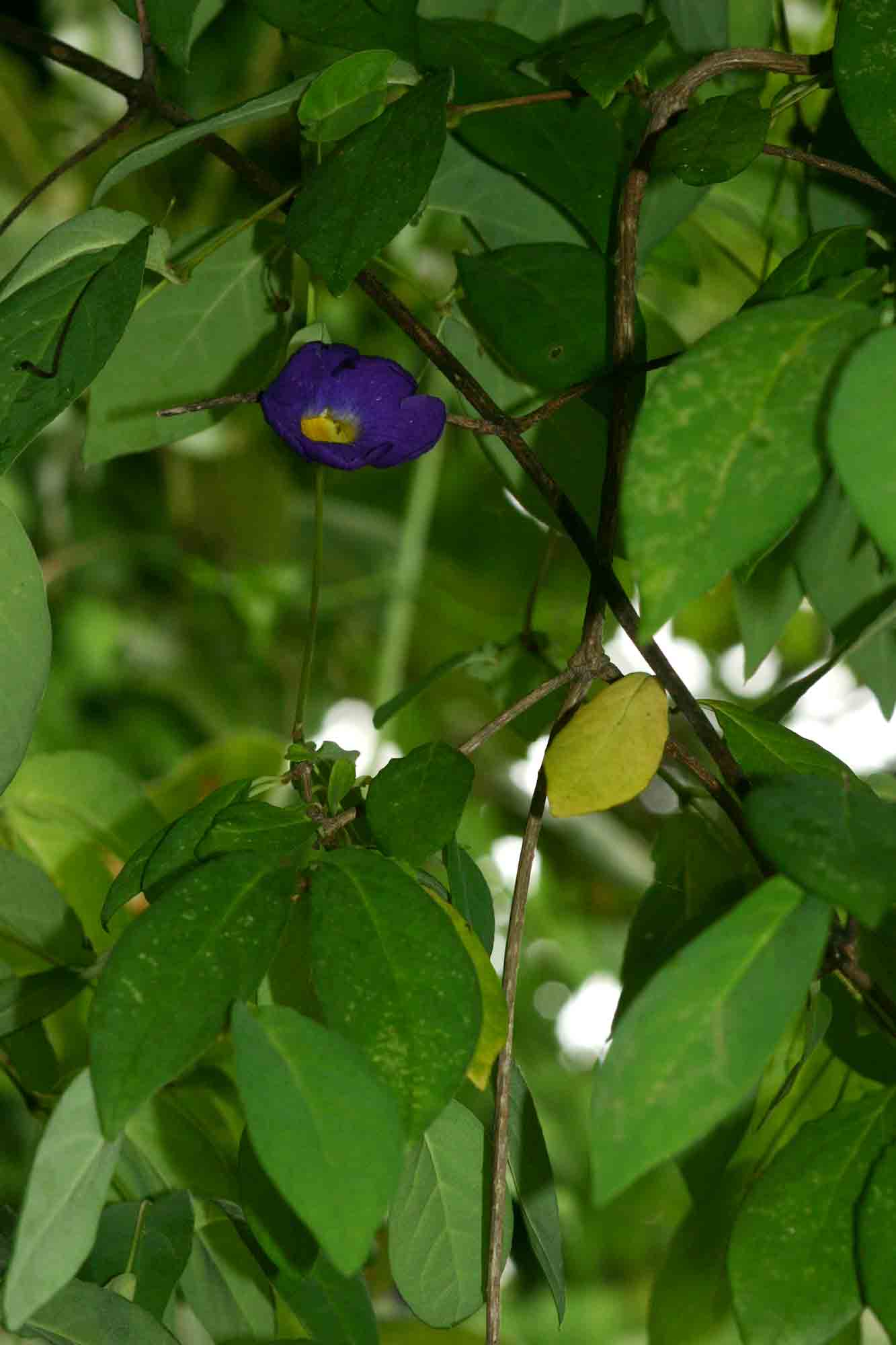 Thunbergia crispa