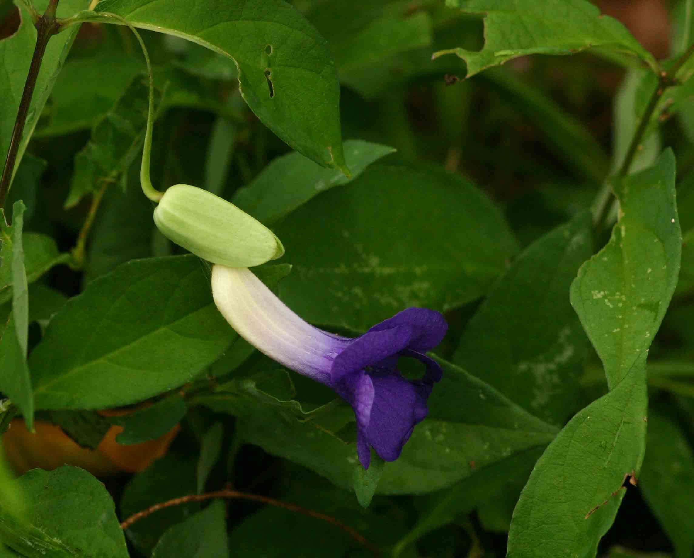 Thunbergia crispa