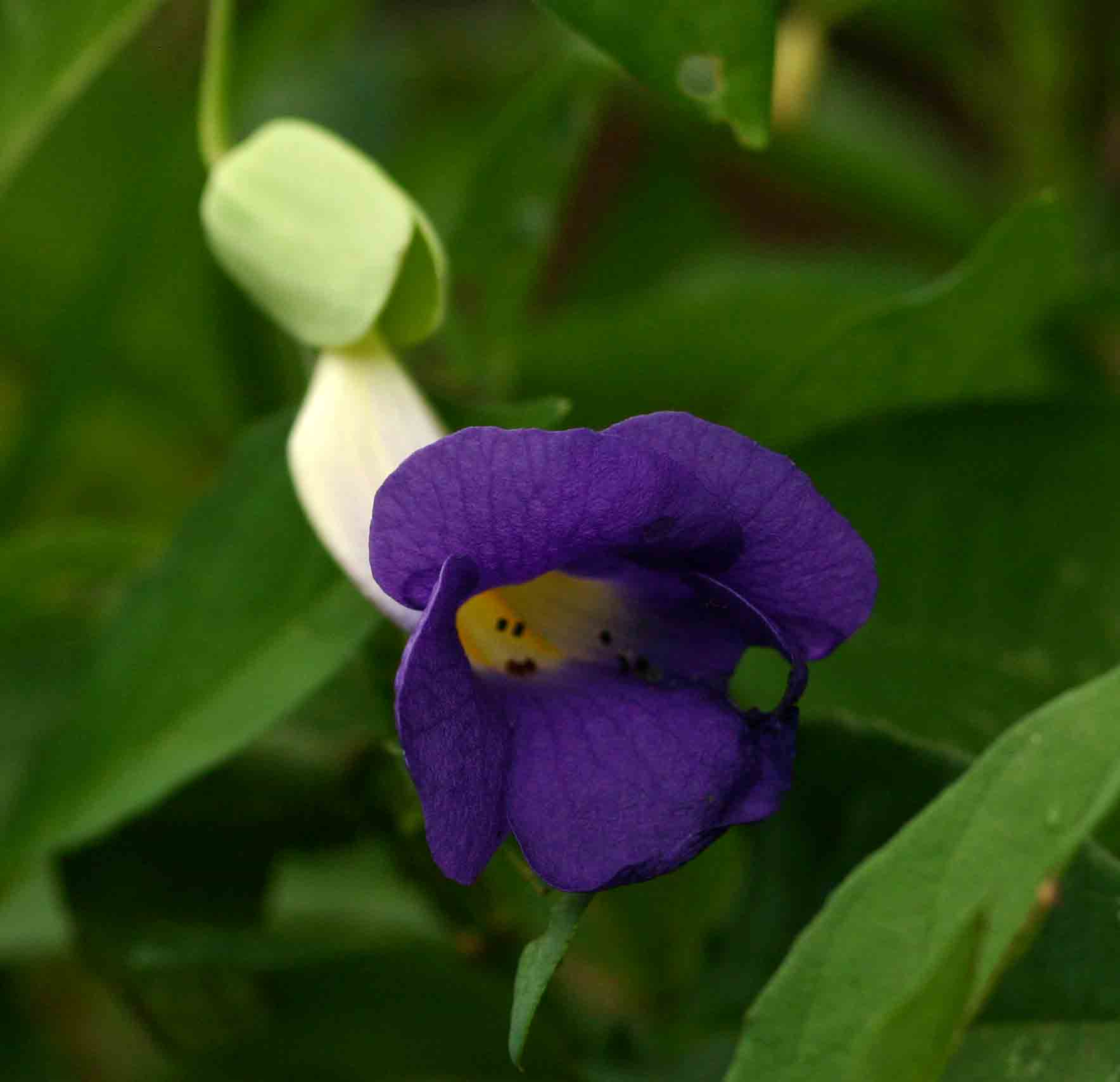 Thunbergia crispa
