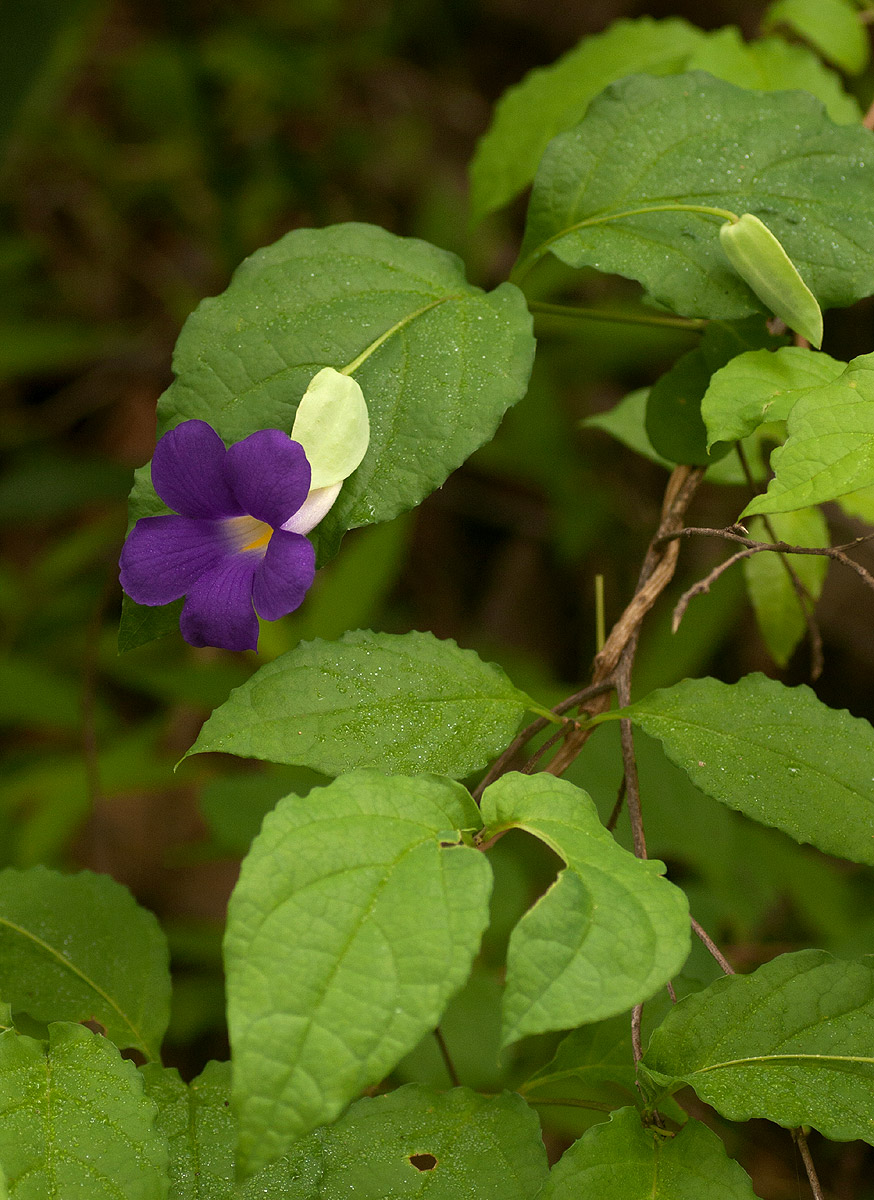 Thunbergia crispa Thunbergia crispa