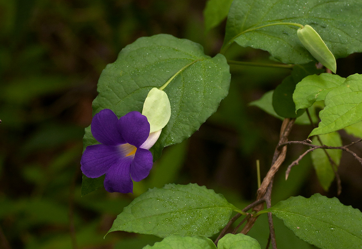 Thunbergia crispa Thunbergia crispa