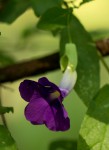Thunbergia crispa