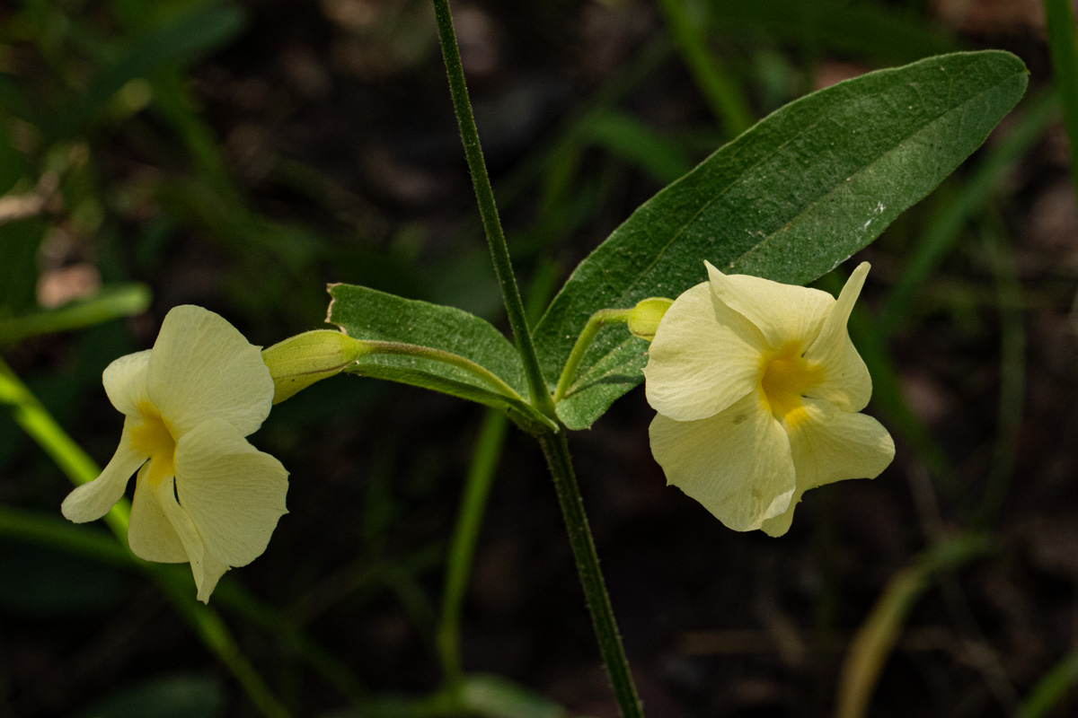 Thunbergia huillensis