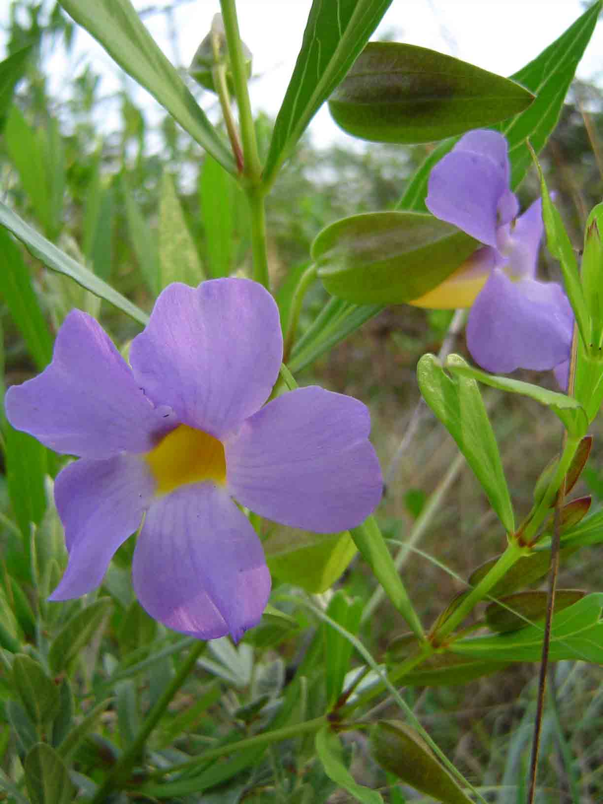 Thunbergia oblongifolia Thunbergia oblongifolia