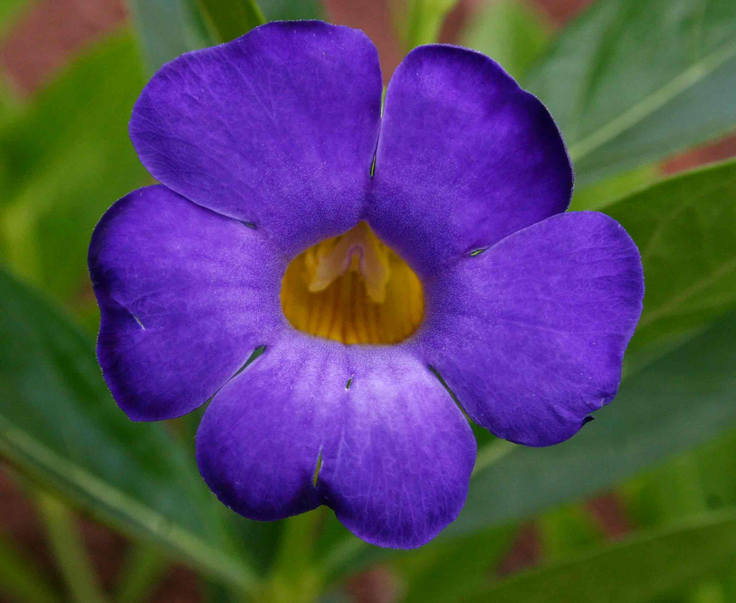 Thunbergia oblongifolia