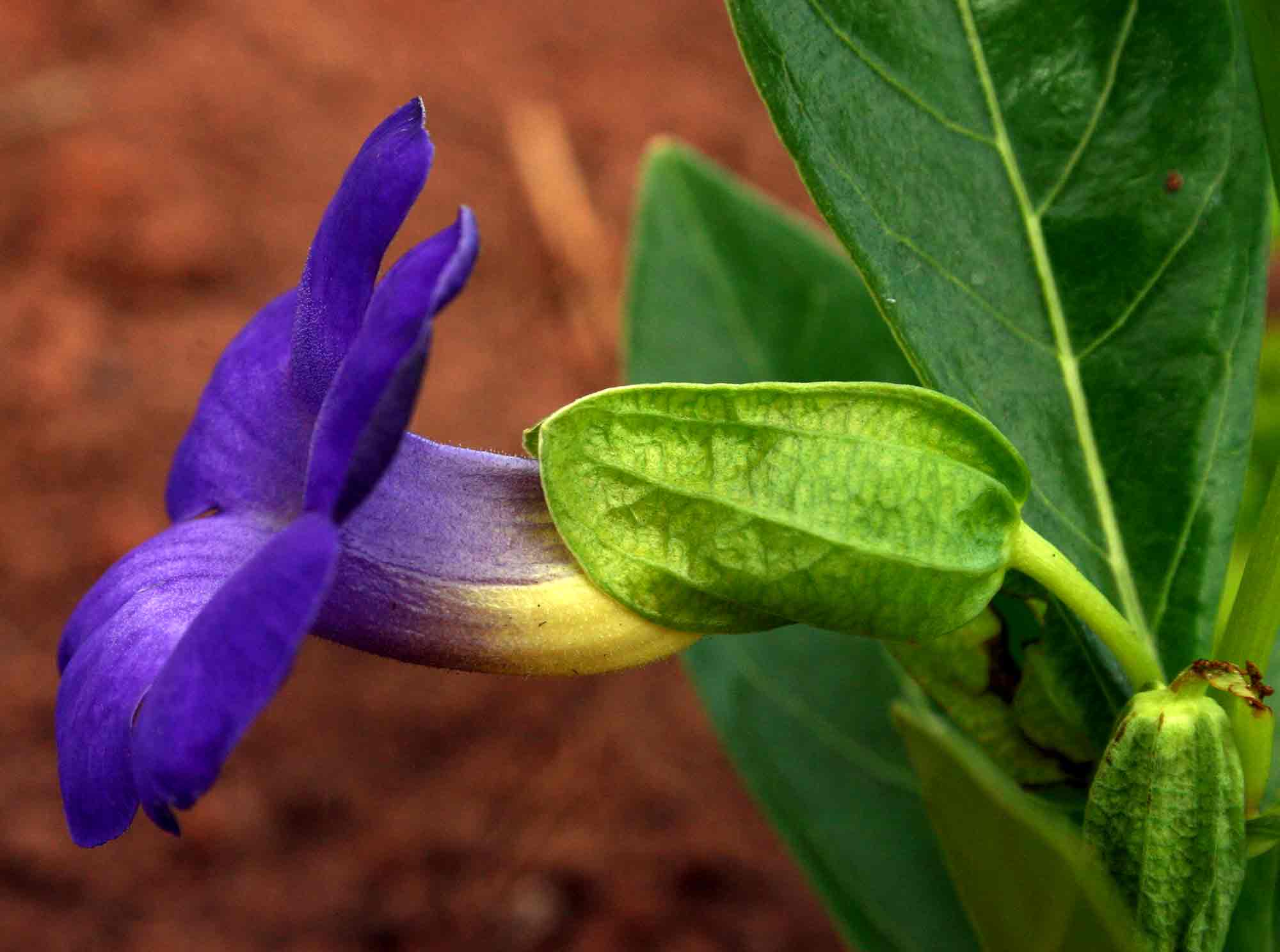 Thunbergia oblongifolia