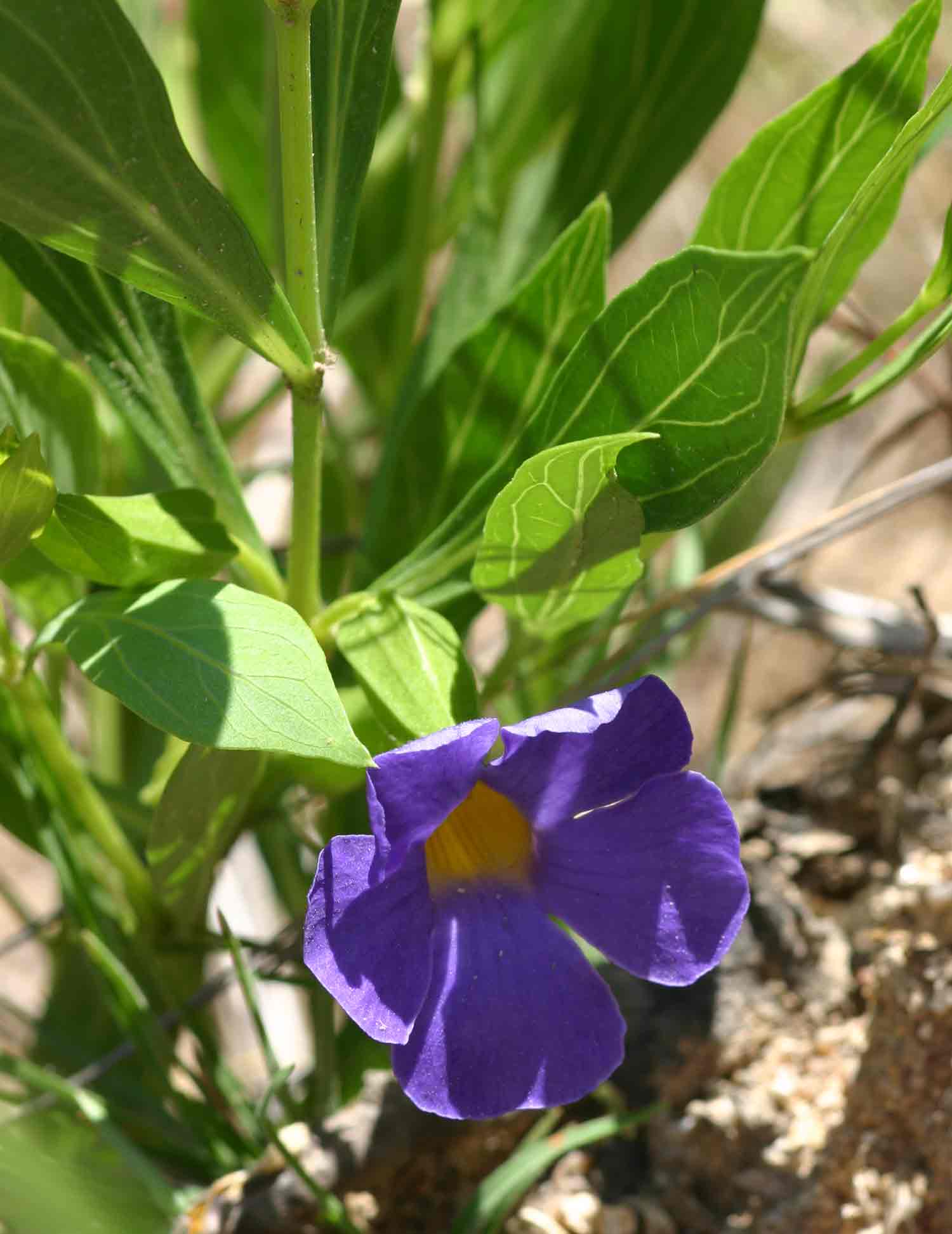 Thunbergia oblongifolia