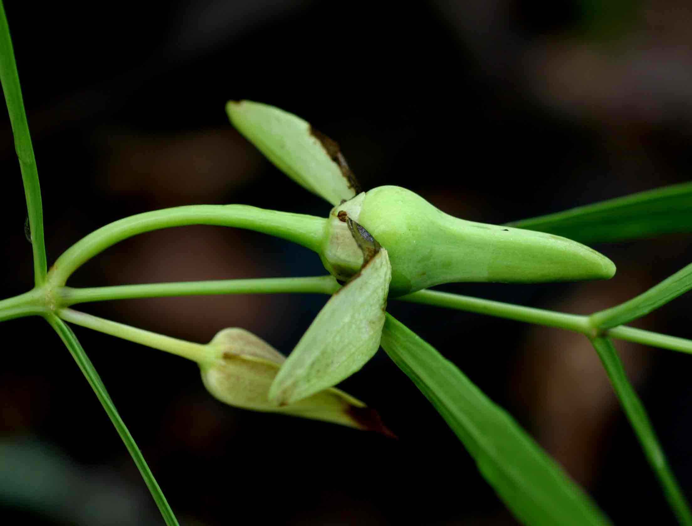 Thunbergia oblongifolia