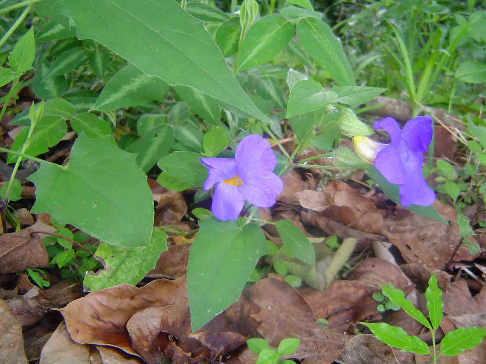 Thunbergia petersiana