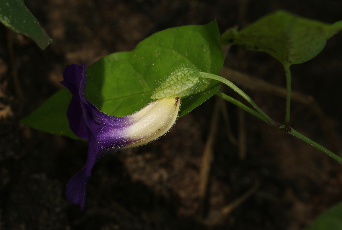 Thunbergia petersiana