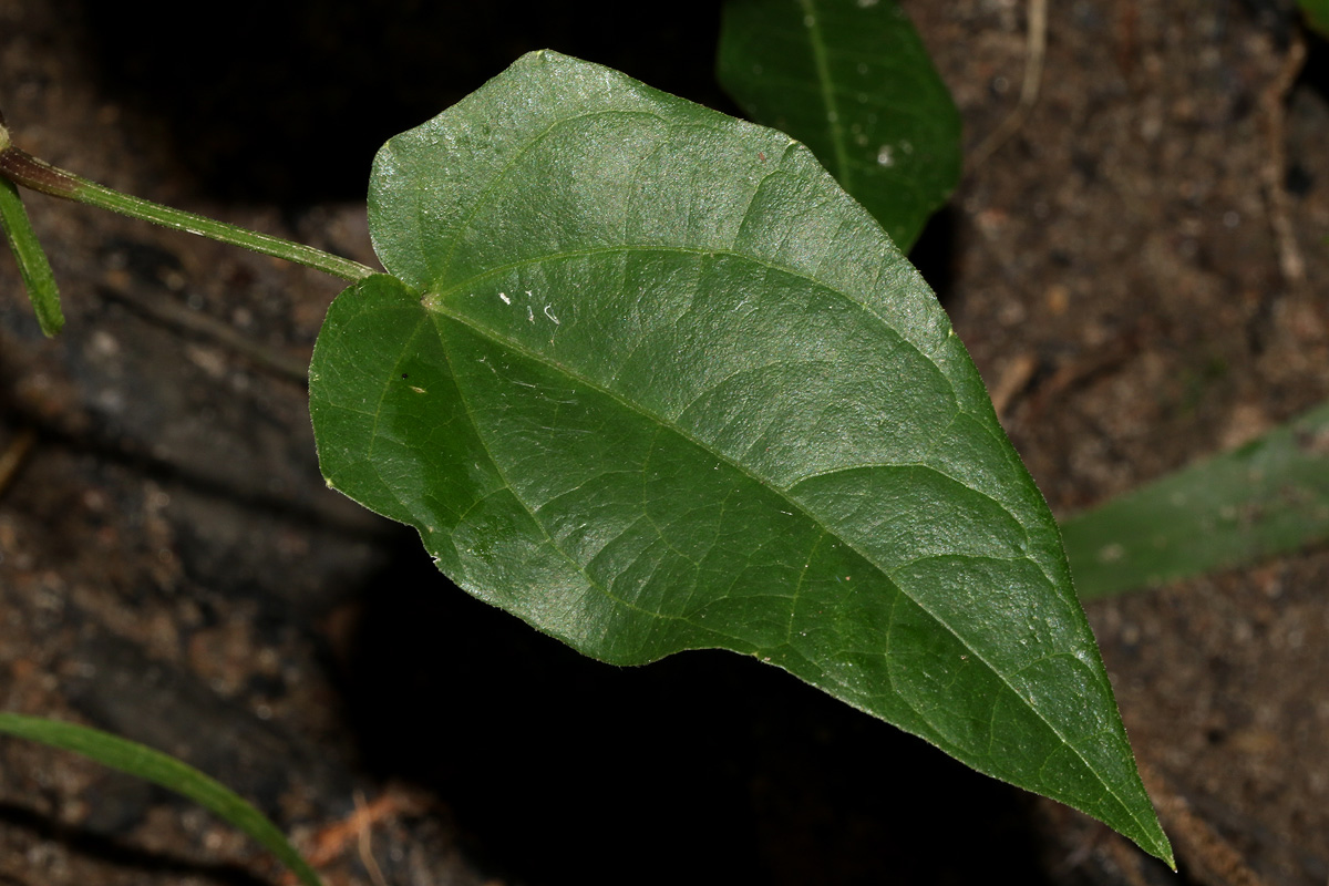 Thunbergia petersiana