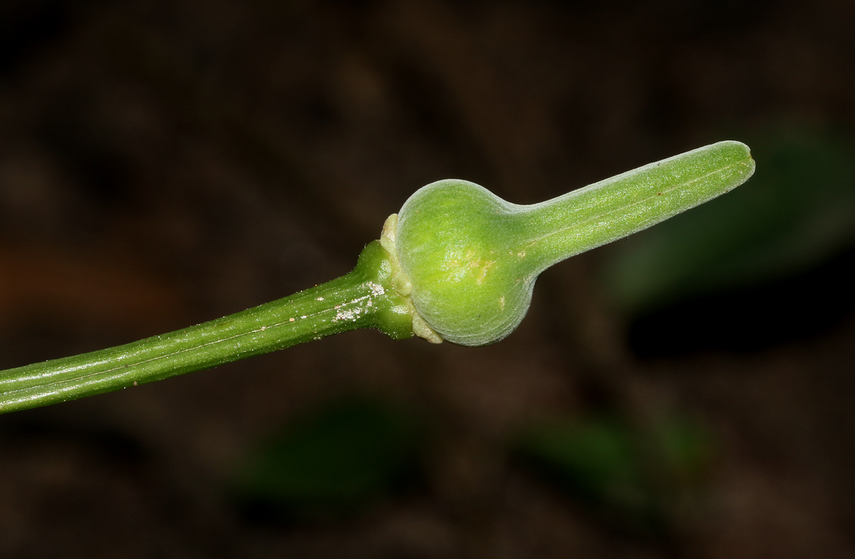 Thunbergia petersiana