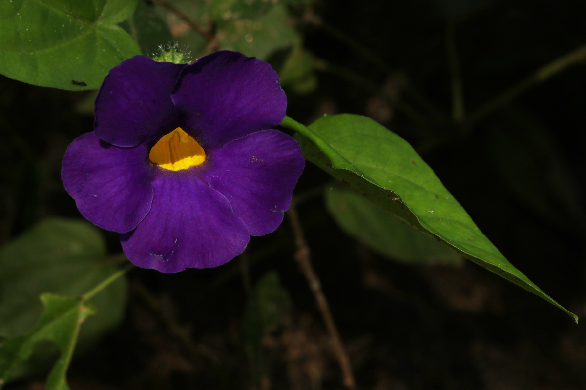 Thunbergia petersiana