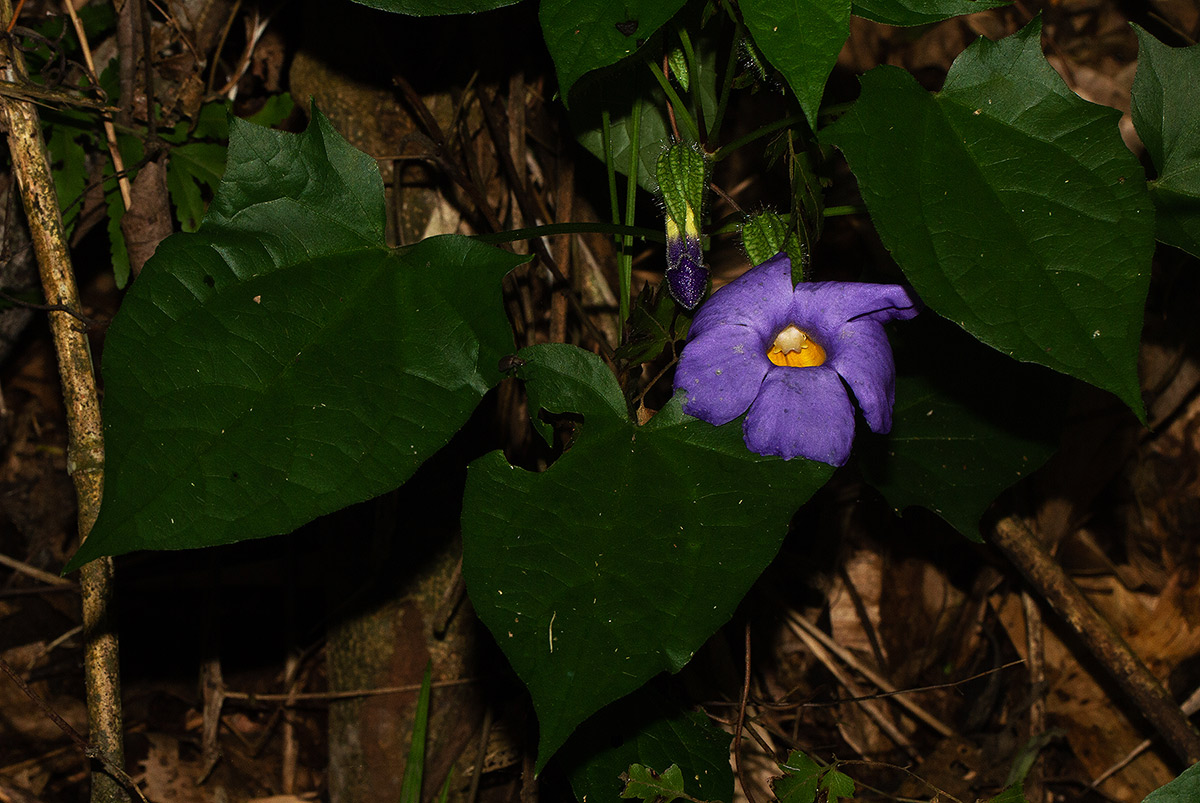 Thunbergia petersiana