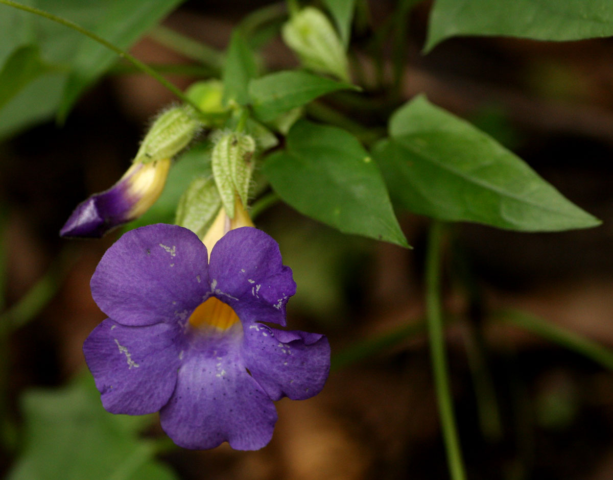 Thunbergia petersiana