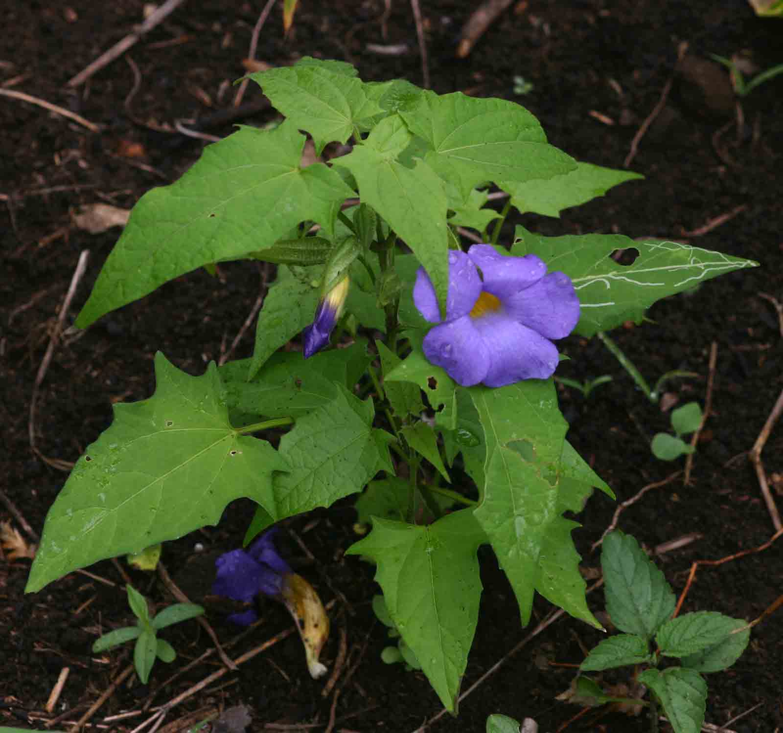 Thunbergia petersiana Thunbergia petersiana