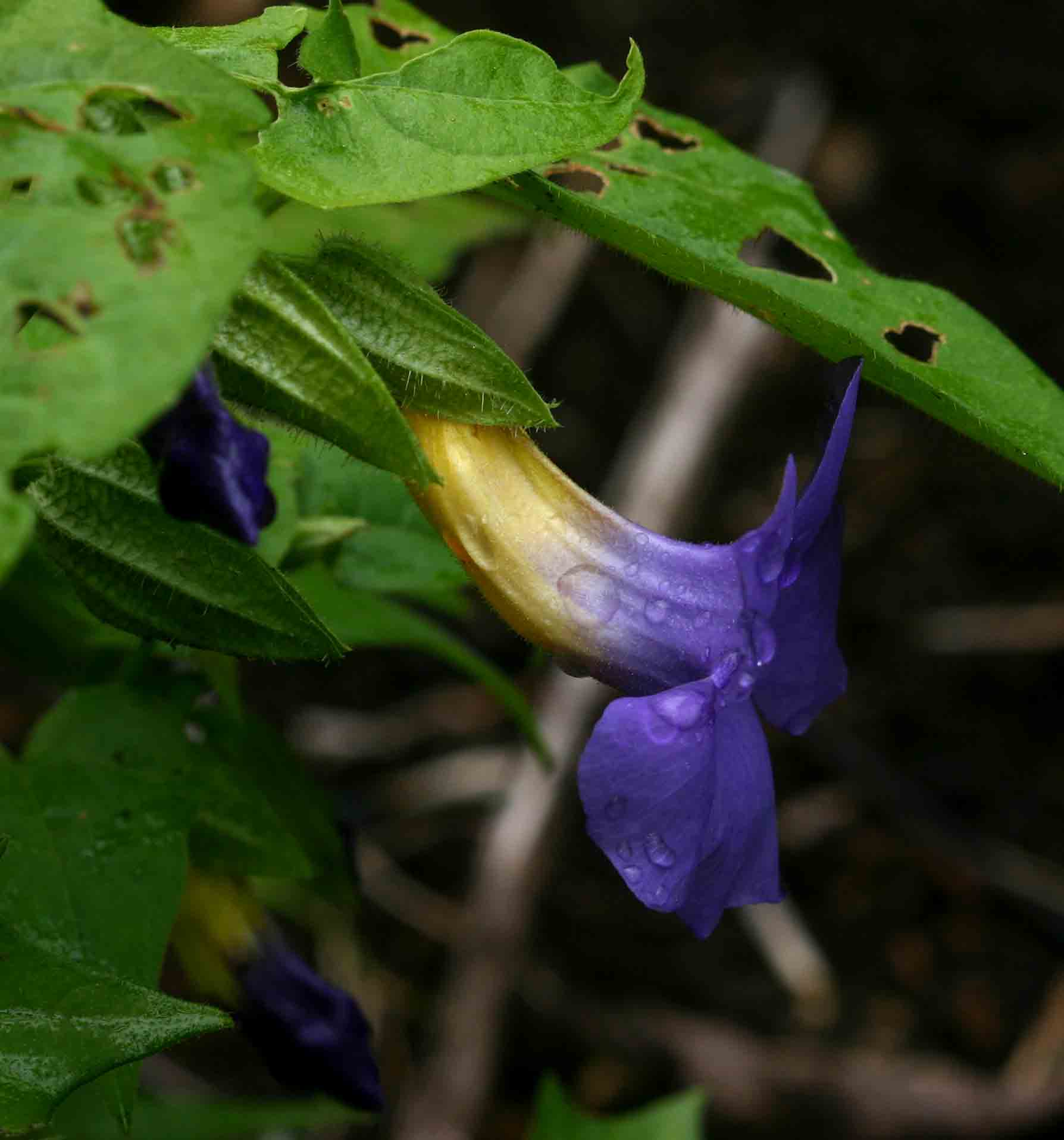 Thunbergia petersiana Thunbergia petersiana