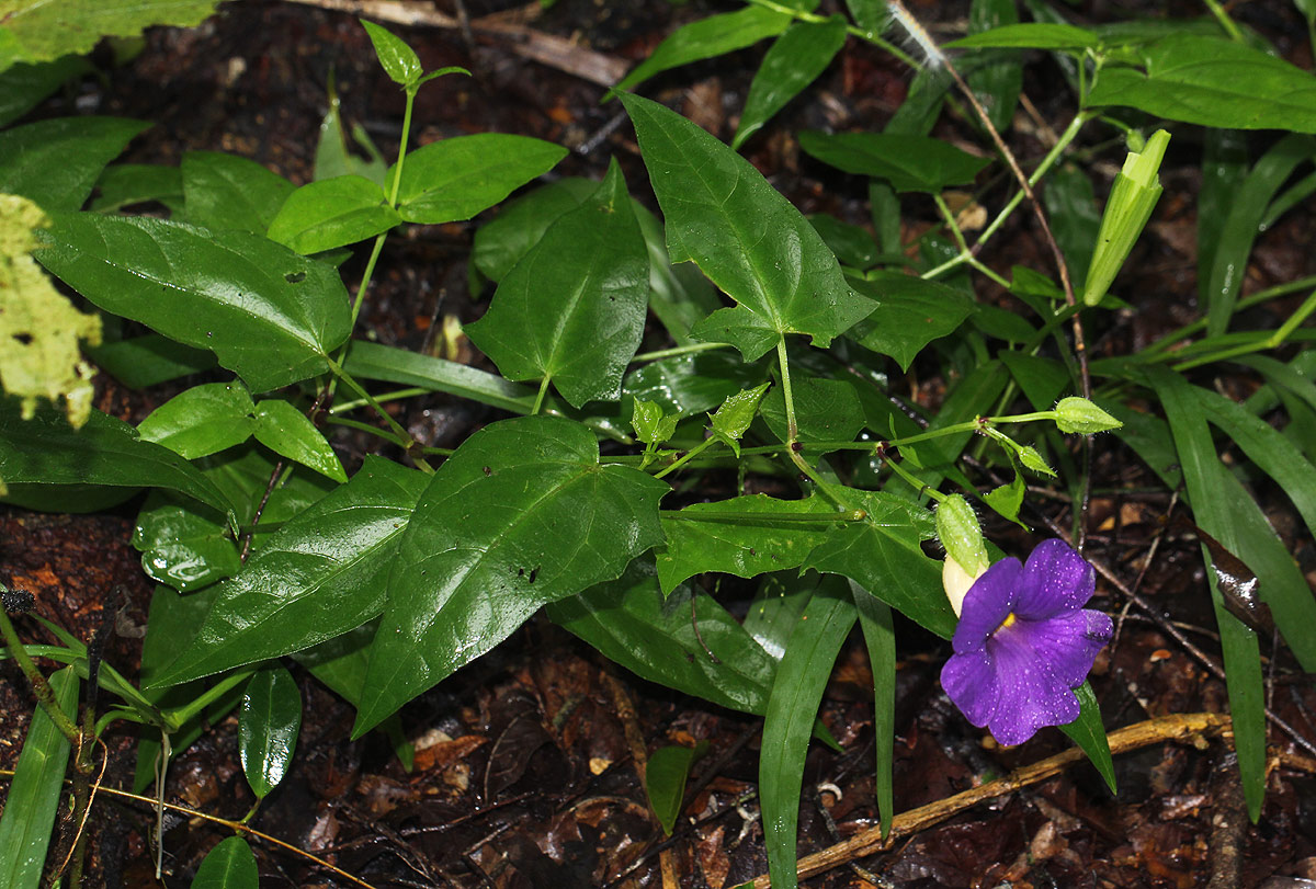 Thunbergia petersiana Thunbergia petersiana