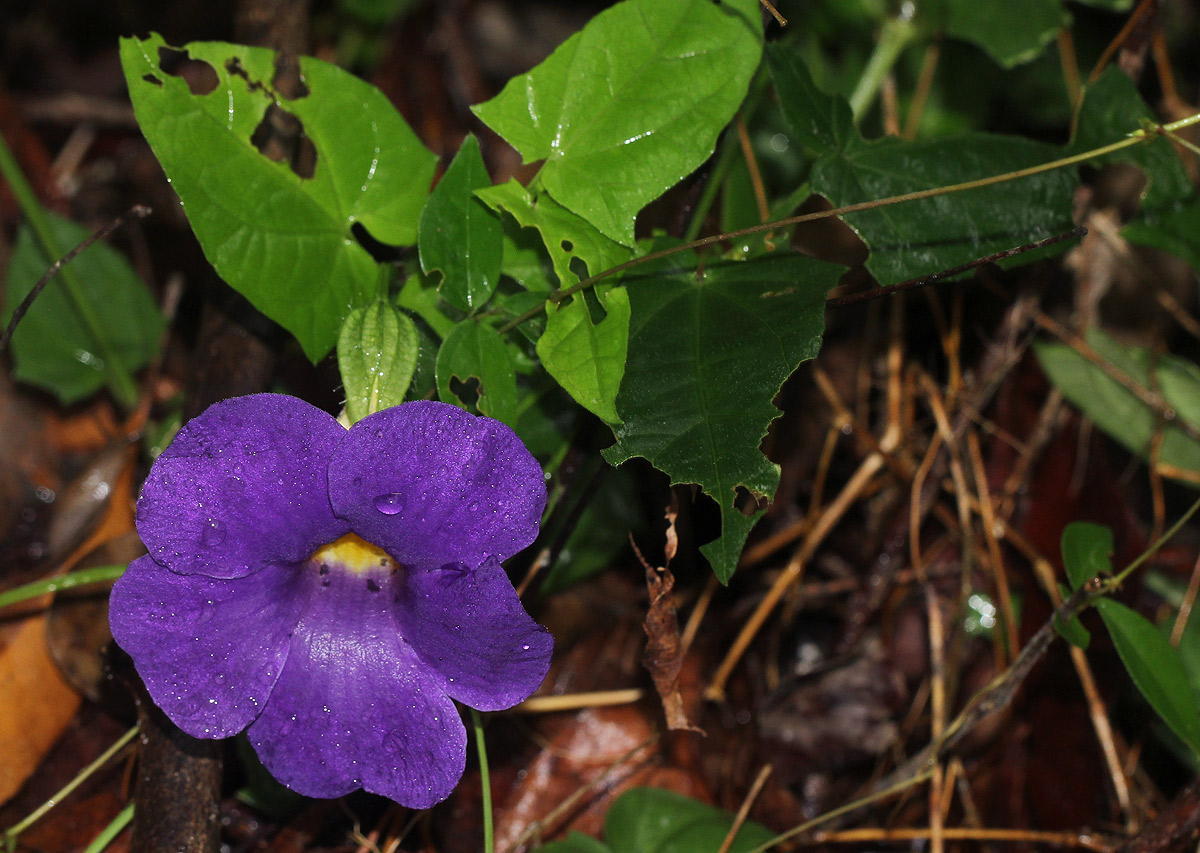 Thunbergia petersiana