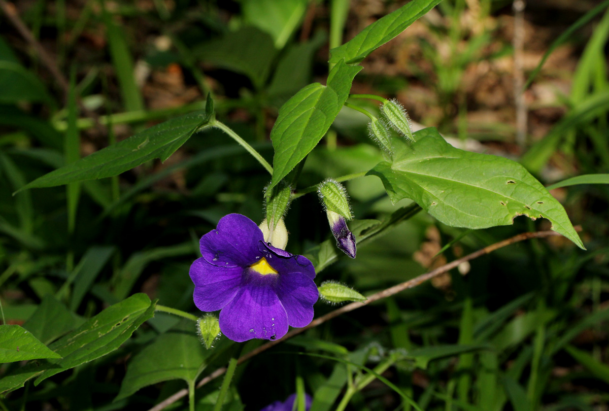 Thunbergia petersiana