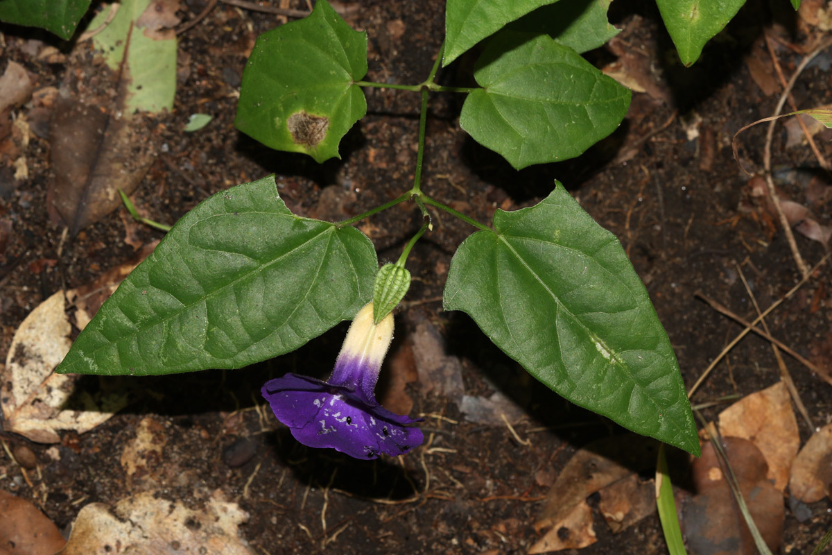 Thunbergia petersiana