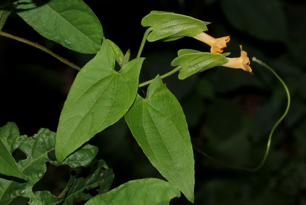 Thunbergia reticulata