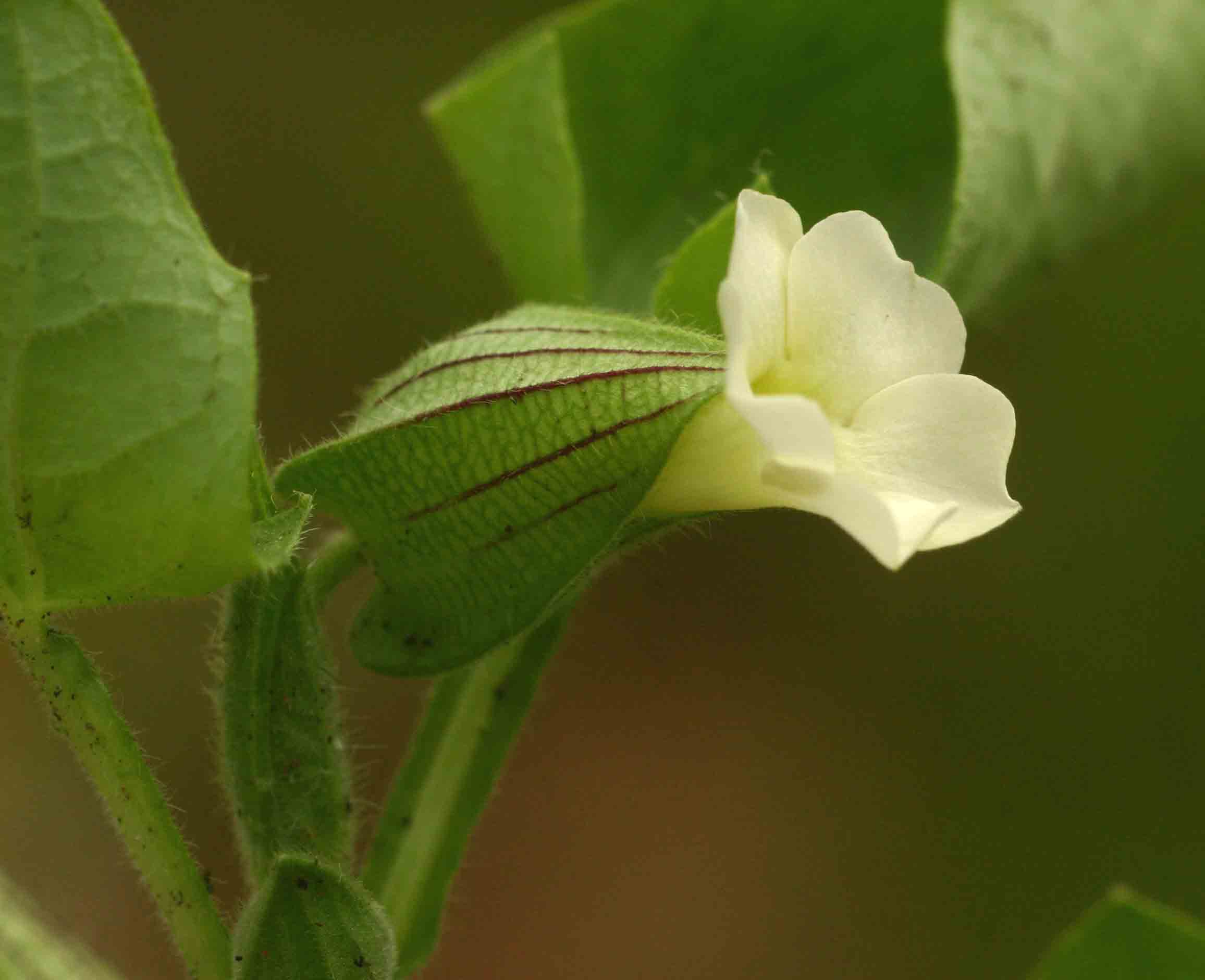 Thunbergia reticulata