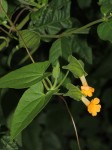 Thunbergia reticulata