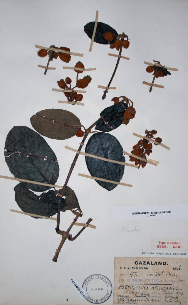 Pseudocalyx saccatus Pseudocalyx saccatus