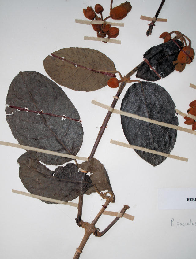 Pseudocalyx saccatus