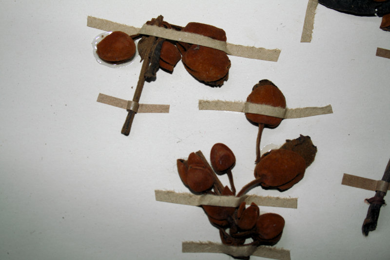 Pseudocalyx saccatus