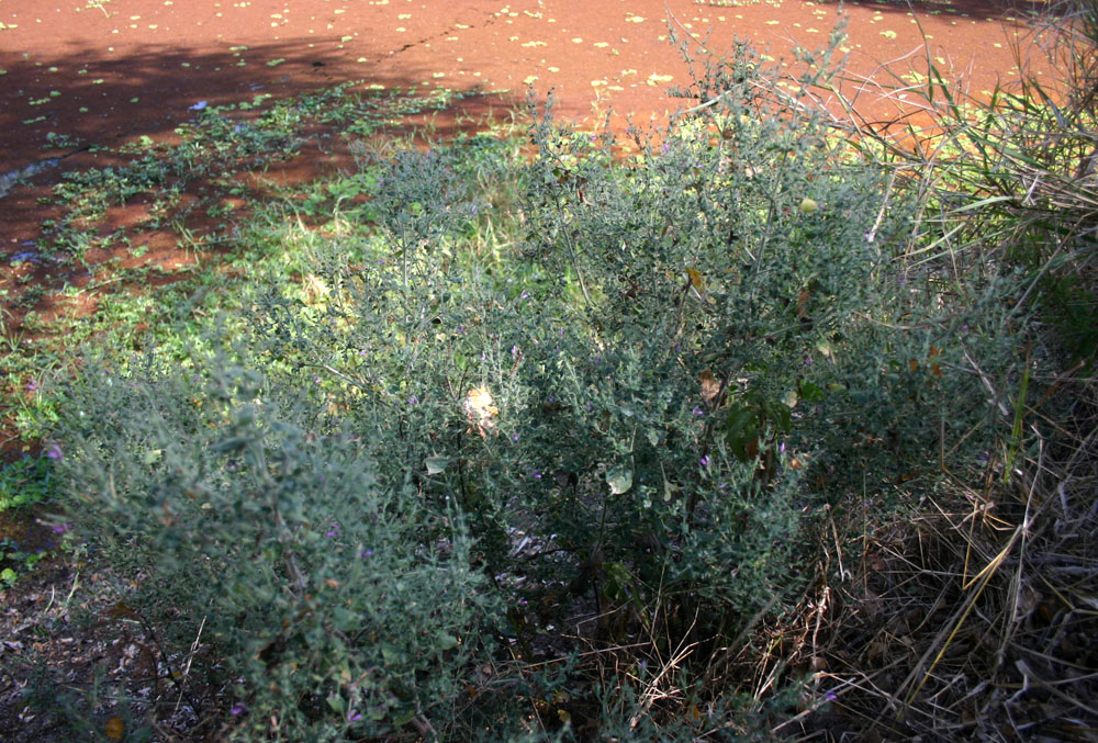 Brillantaisia pubescens Brillantaisia pubescens