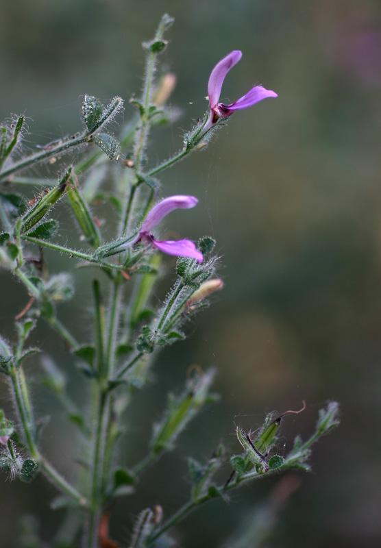 Brillantaisia pubescens