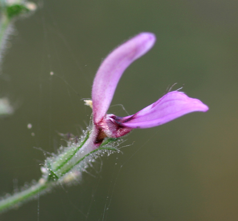 Brillantaisia pubescens