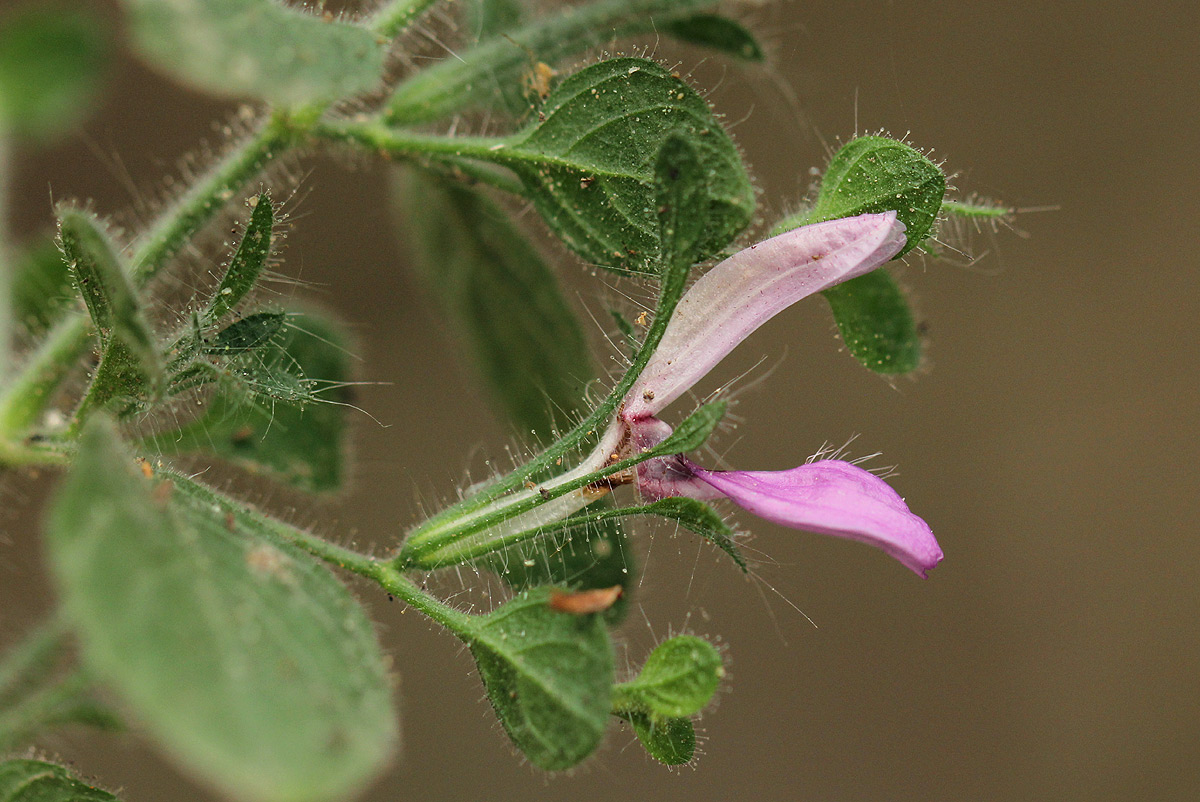 Brillantaisia pubescens