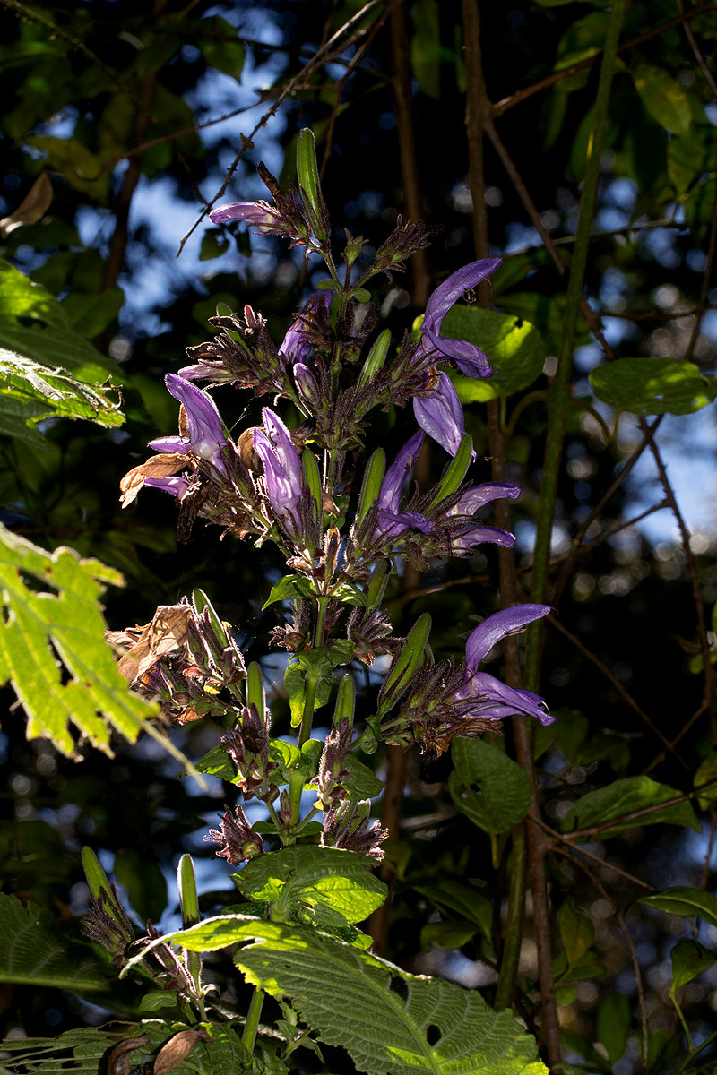Brillantaisia cicatricosa