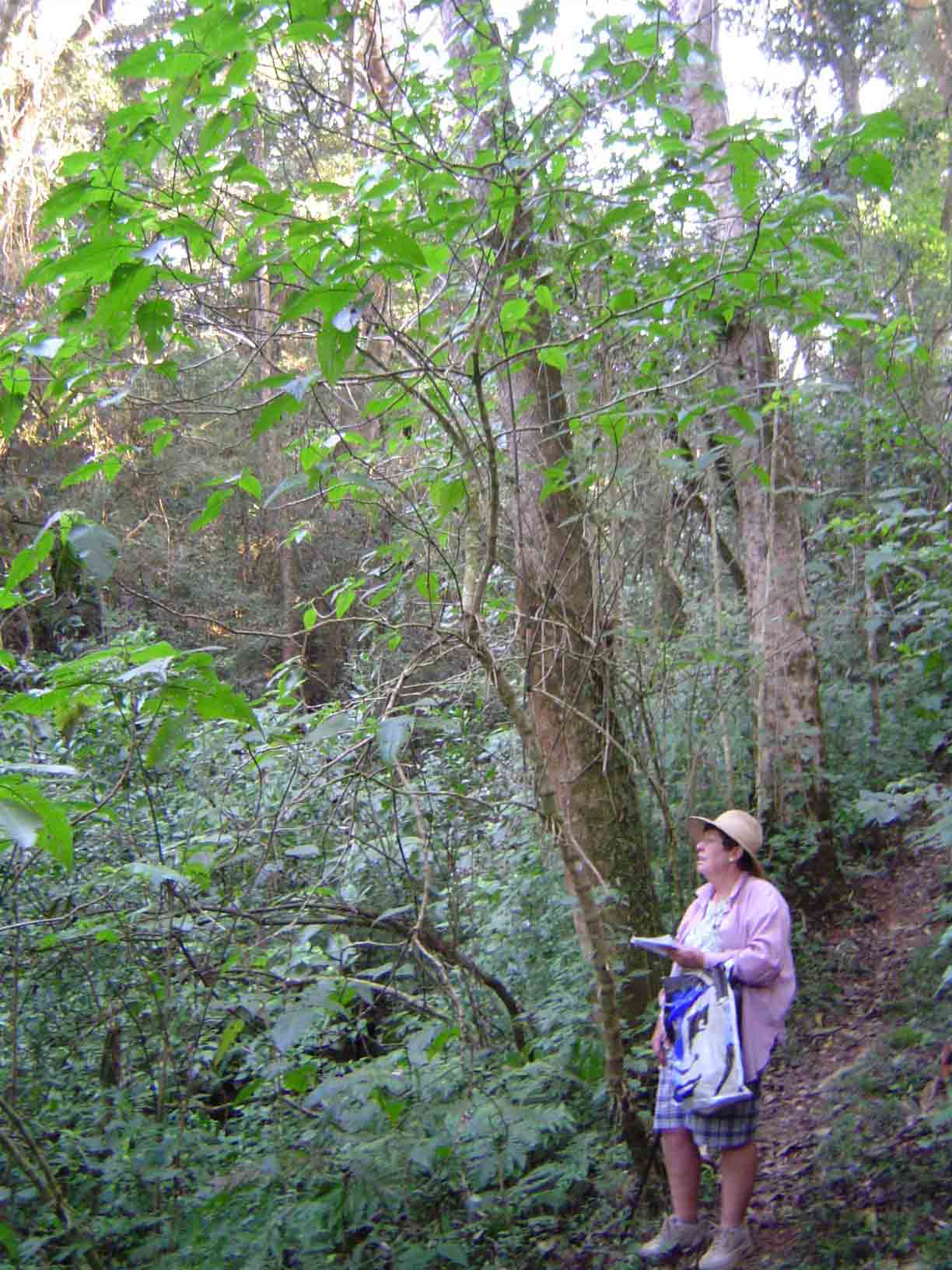 Brillantaisia cicatricosa Brillantaisia cicatricosa